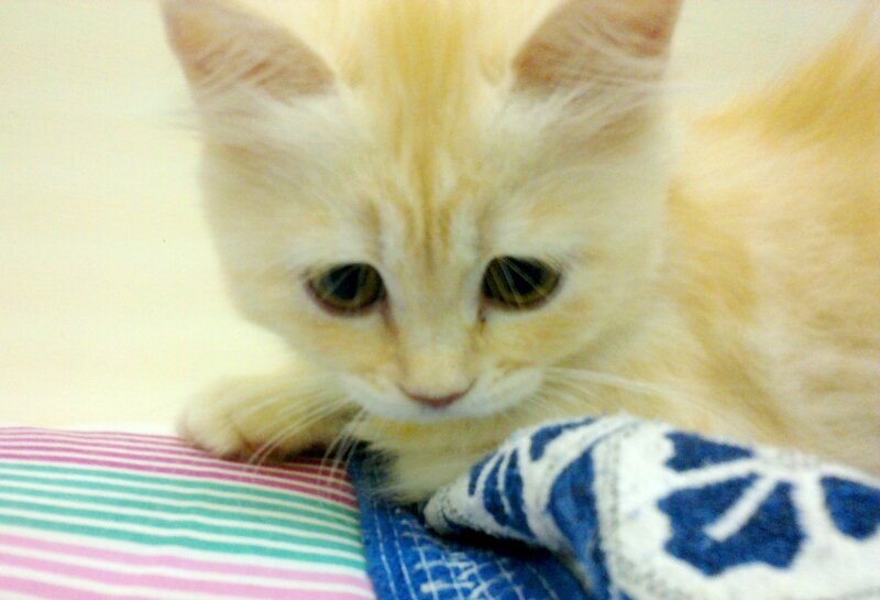 Light-colored Kitten — Yellow