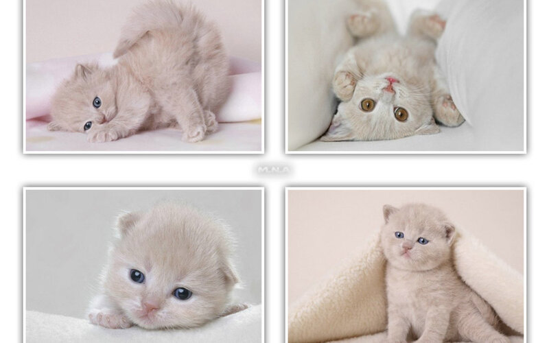 Light-colored Kittens