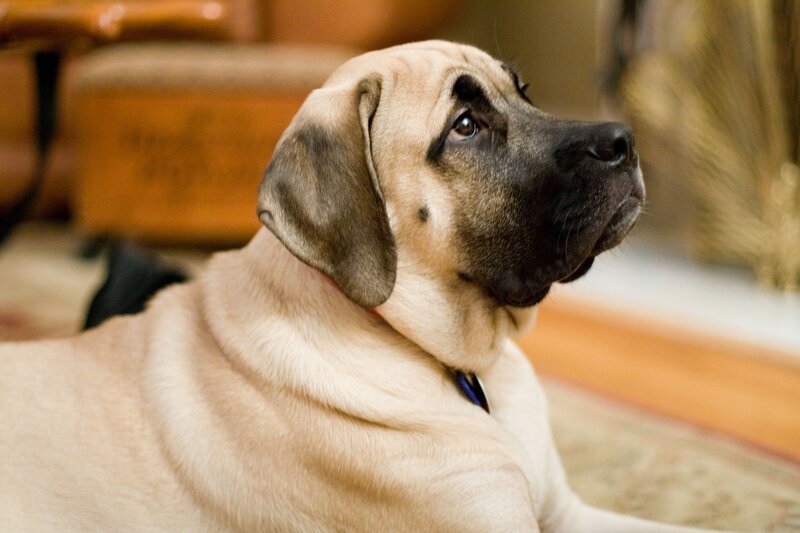 Light-colored Mastiff Dog