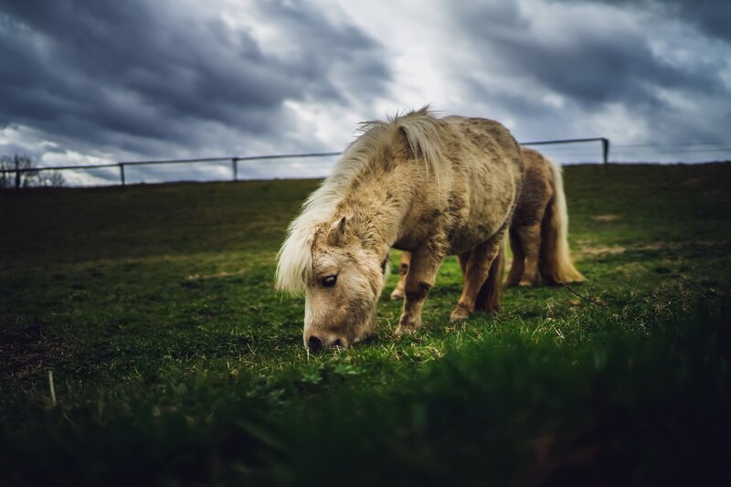Light-colored Pony Grazing