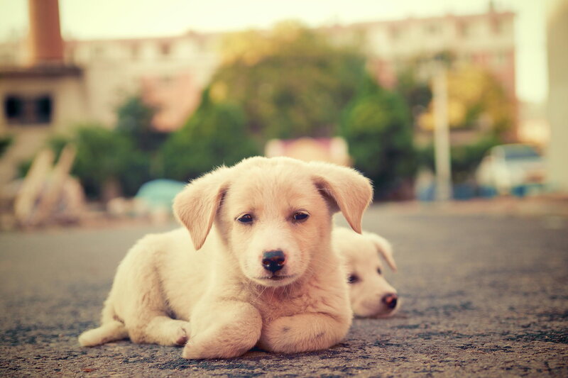 Light-colored Puppies
