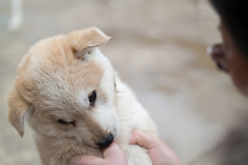 Light-colored Puppy — Beige, Calm, Photograph, Person