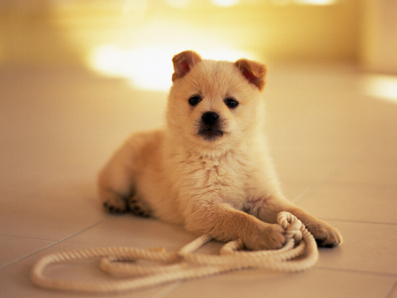 Light-colored Puppy — Beige, Calm, Photograph, Rope