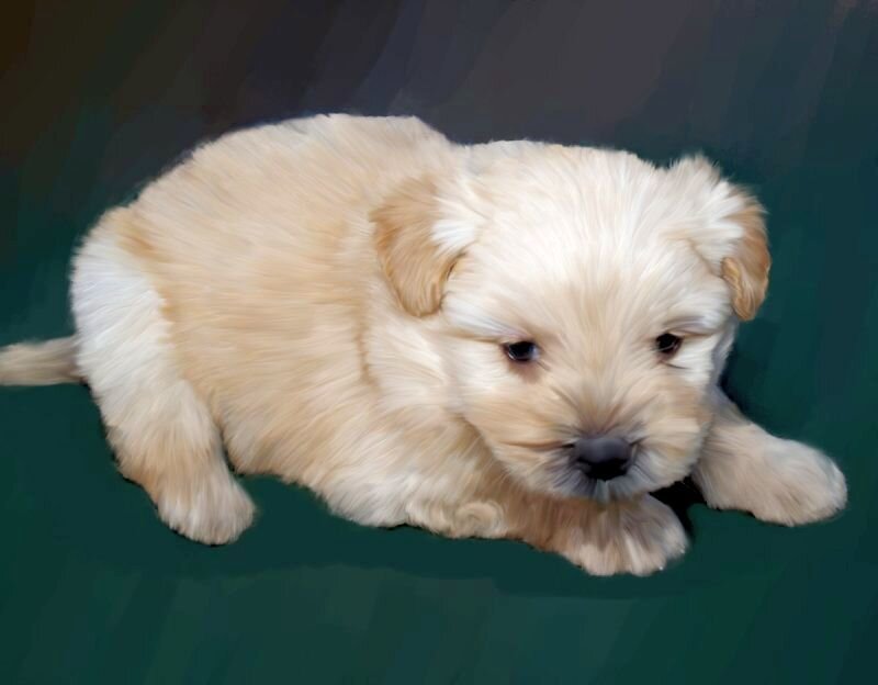 Light-colored Puppy — Beige, Calm
