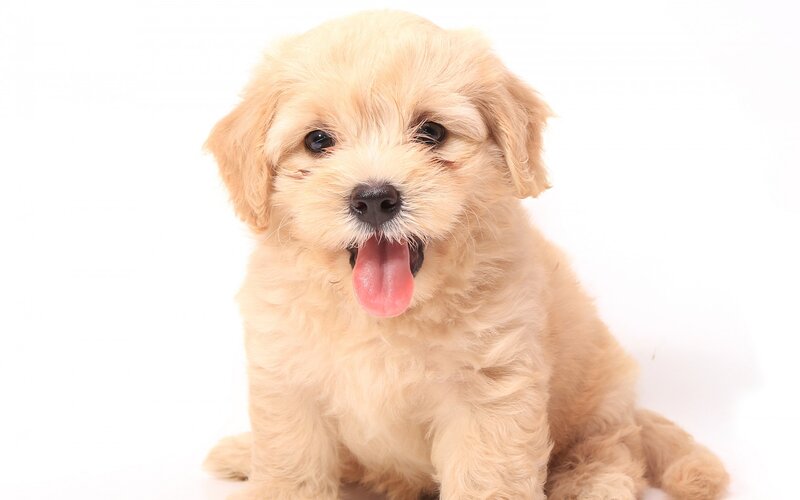 Light-colored Puppy — Beige, Neutral
