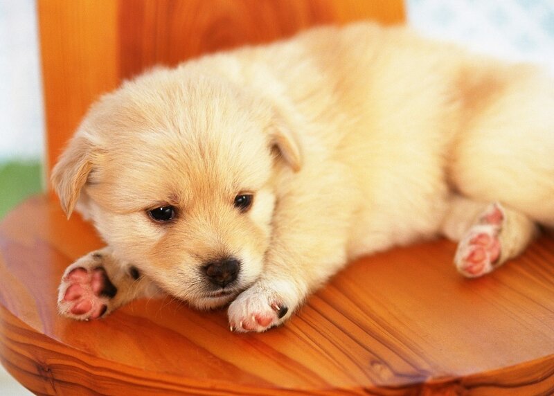 Light-colored Puppy — Beige