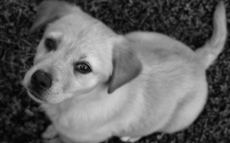 Light-colored Puppy — Black