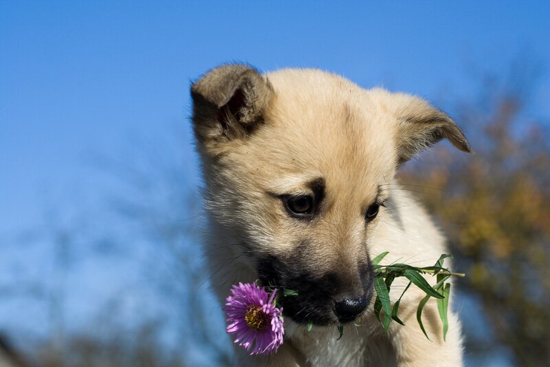 Light-colored Puppy — Blue, Calm