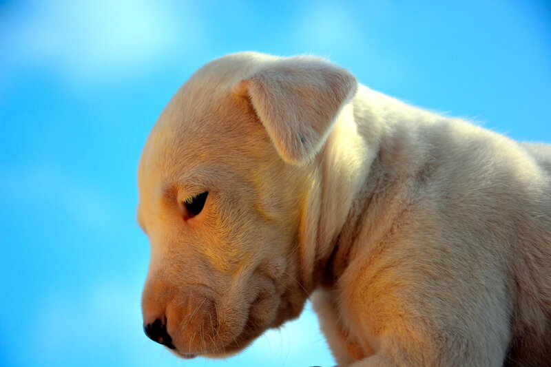 Light-colored Puppy — Blue