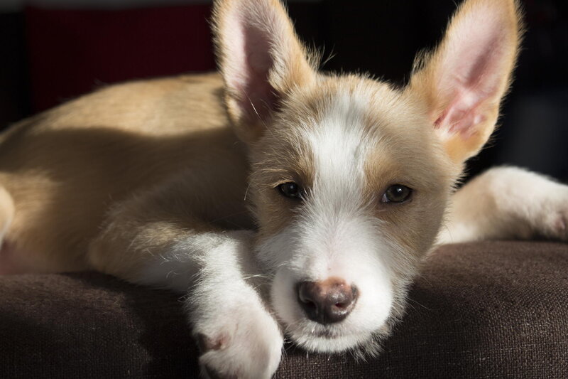 Light-colored Puppy — Brown, Calm, Afternoon