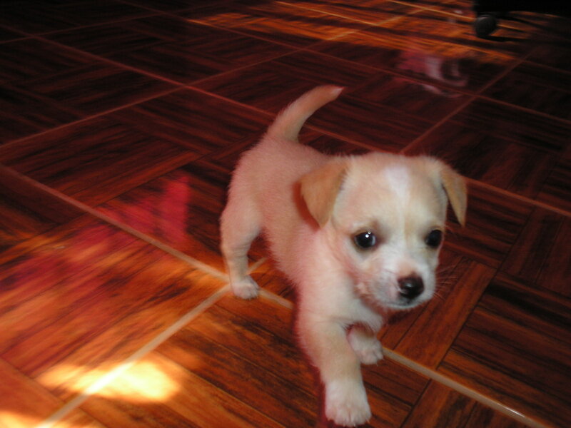 Light-colored Puppy — Brown, Calm, Photograph, Floor