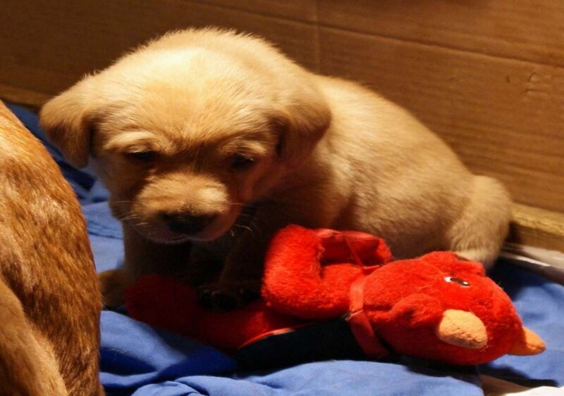 Light-colored Puppy — Brown, Calm, Photograph