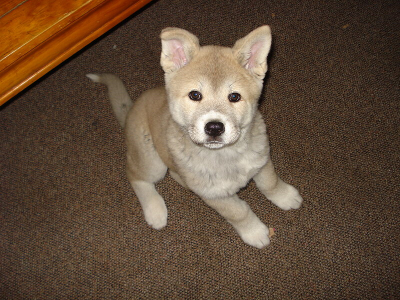 Light-colored Puppy — Brown, Calm