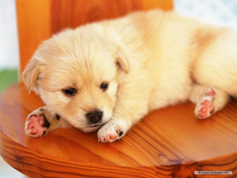 Light-colored Puppy — Brown