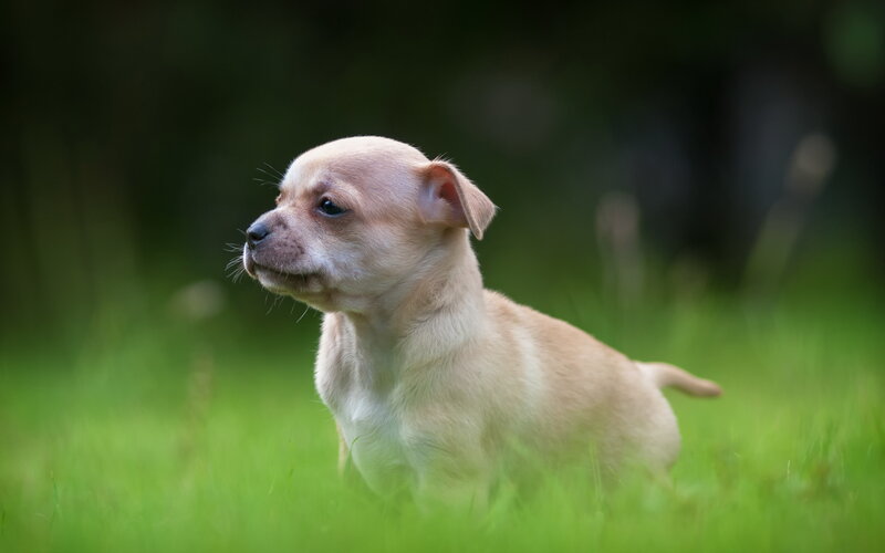 Light-colored Puppy — Green, Calm, Afternoon, Photograph