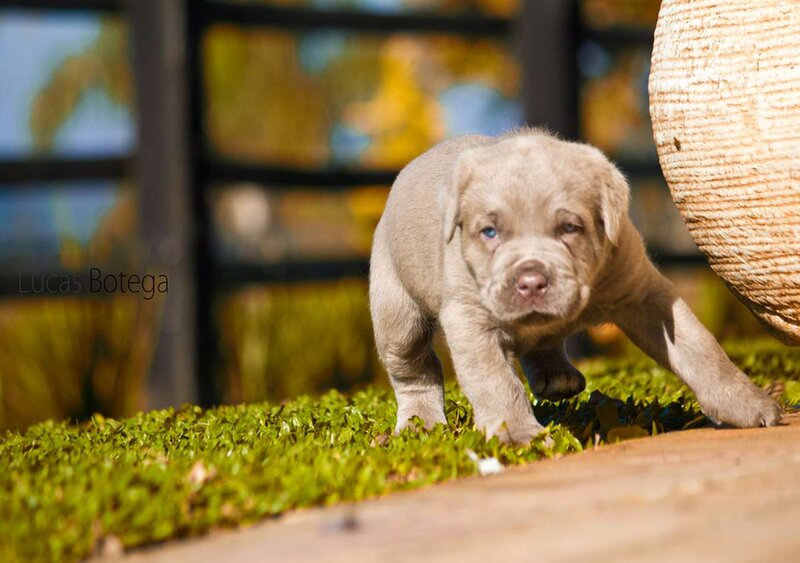 Light-colored Puppy — Green, Calm, Afternoon
