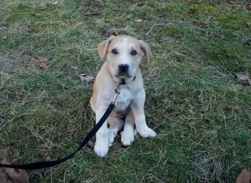 Light-colored Puppy — Green, Calm