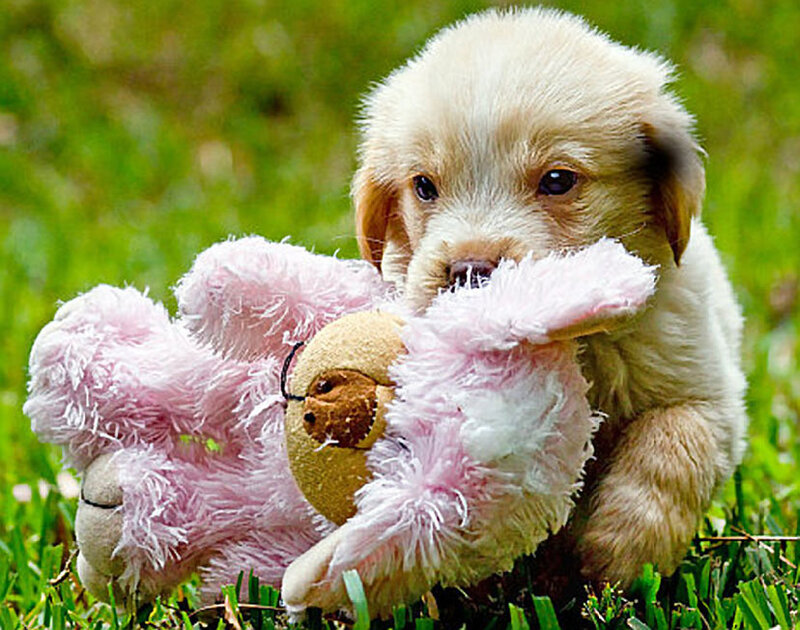 Light-colored Puppy — Green