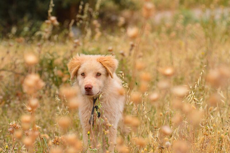Light-colored Puppy in Field