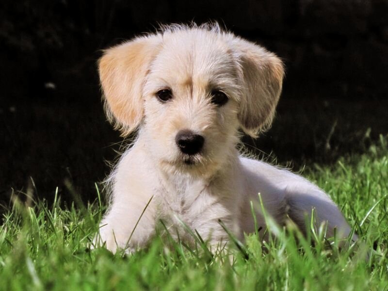 Light-colored Puppy in Grass