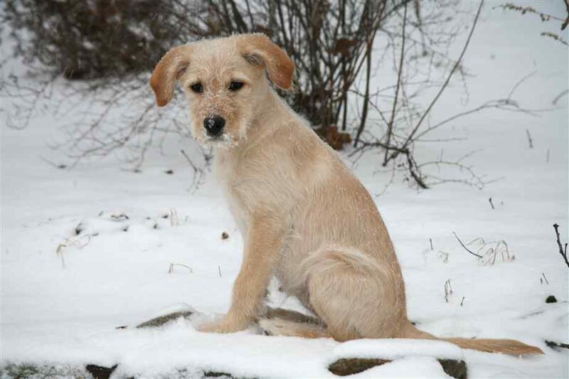 Light-colored Puppy in Snow