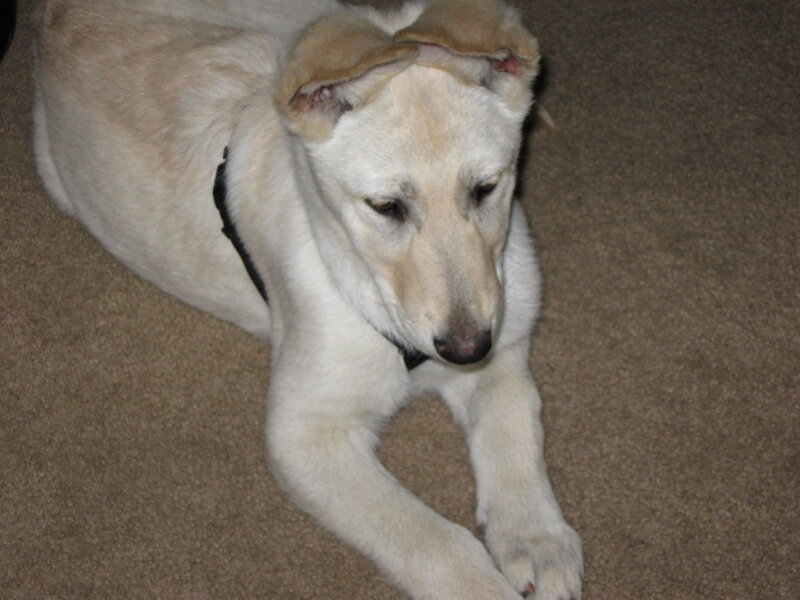 Light-colored Puppy Lying