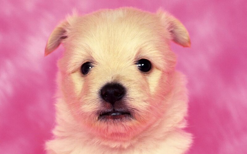 Light-colored Puppy — Pink
