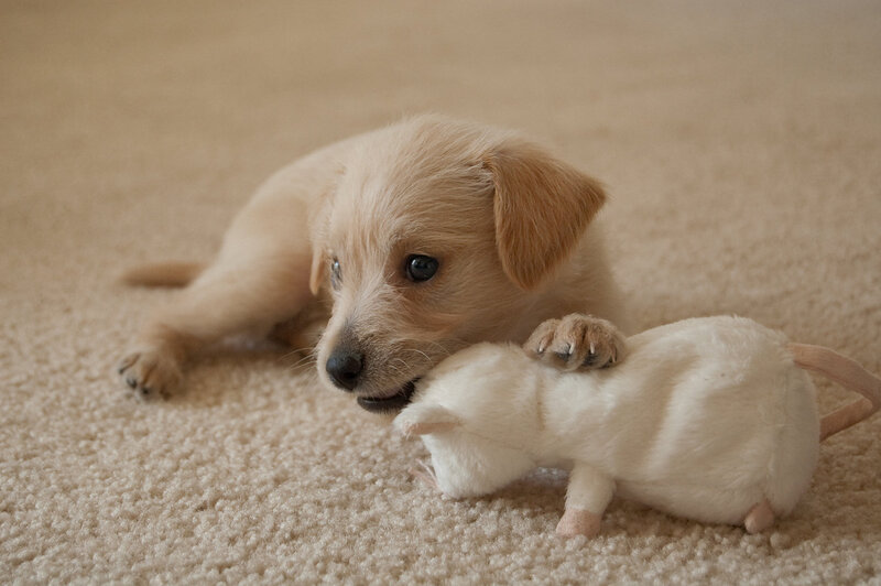 Light-colored Puppy Playing