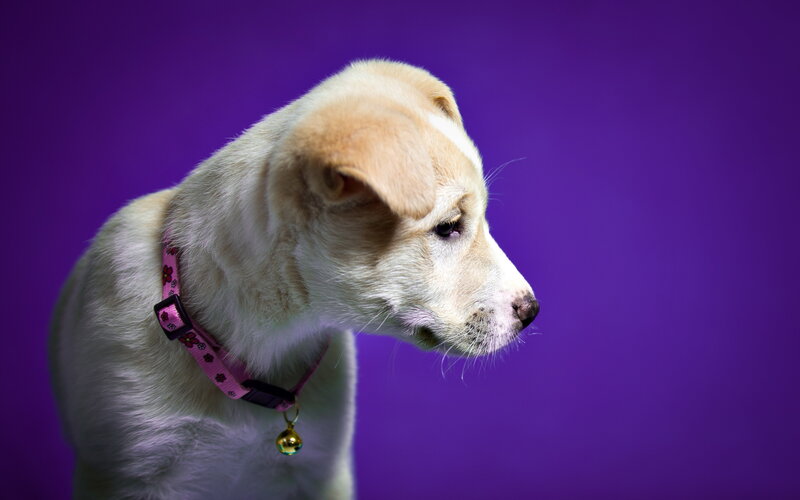 Light-colored Puppy — Purple