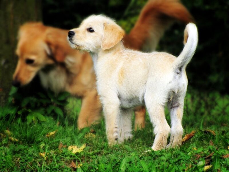 Light-colored Puppy Standing
