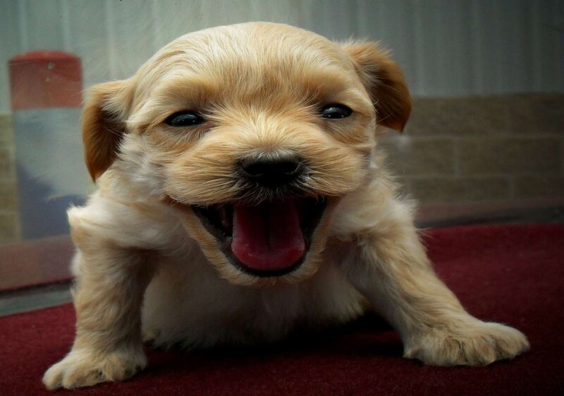 Light-colored Puppy — Tan