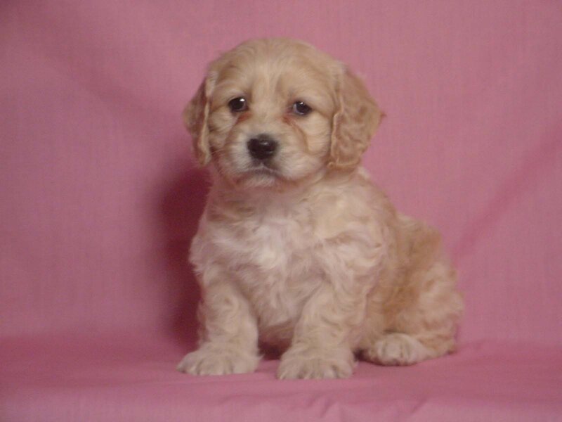 Light-colored Puppy