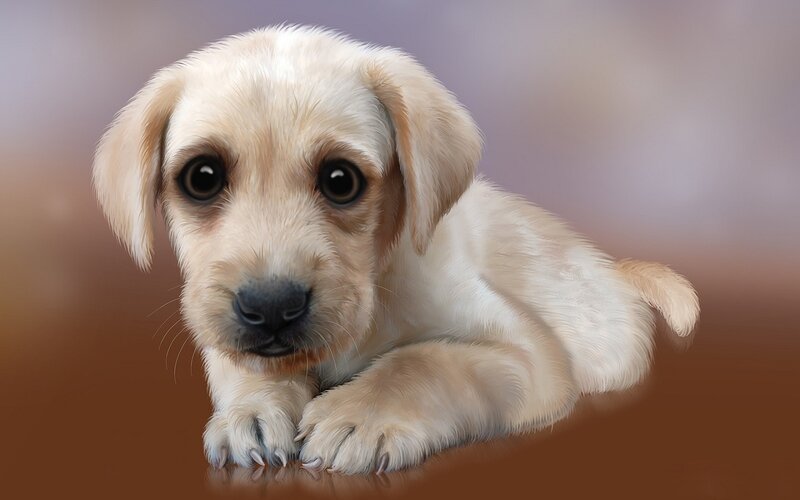 Light-colored Puppy — White, Calm, Digital Art