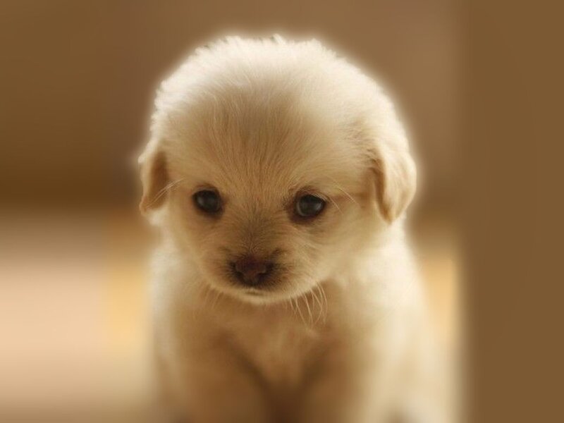 Light-colored Puppy — White, Calm, Photograph, Eyes