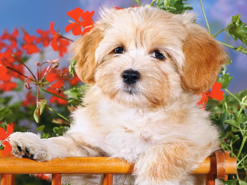 Light-colored Puppy — White, Calm, Photograph, Flowers