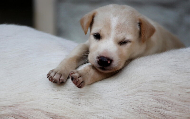 Light-colored Puppy — White, Calm, Photograph, Fur