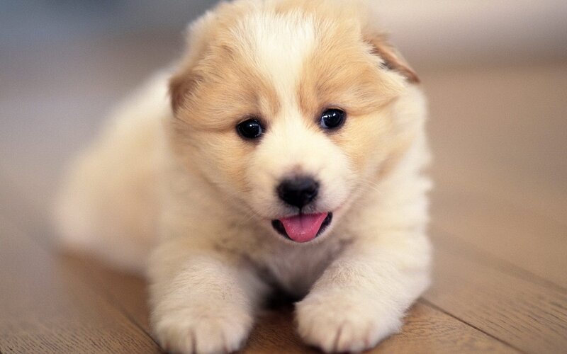 Light-colored Puppy — White, Calm, Photograph