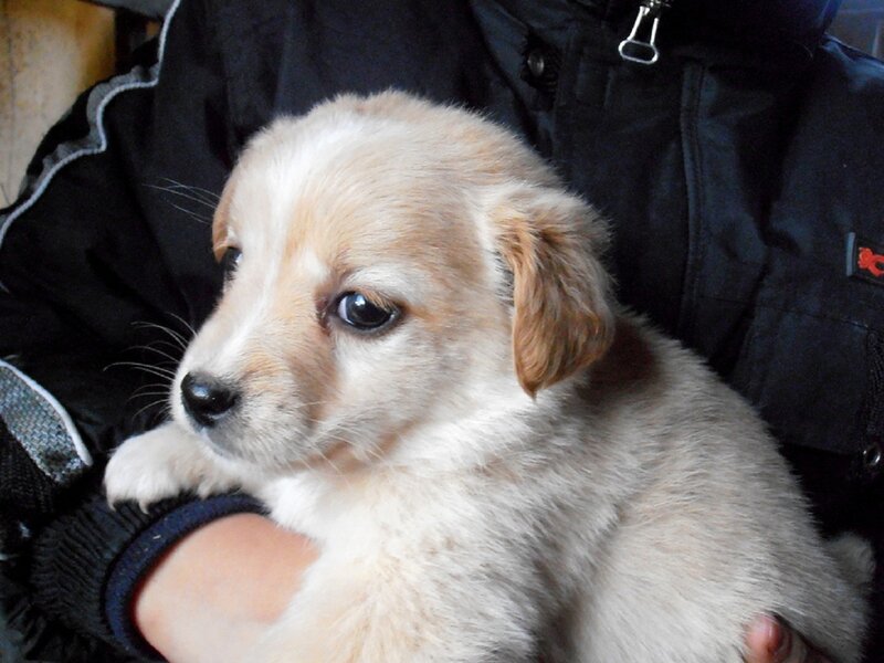 Light-colored Puppy — White, Calm