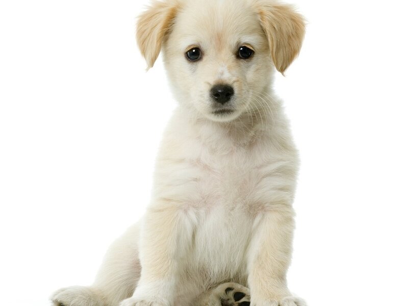 Light-colored Puppy — White, Neutral, Photograph, White Background