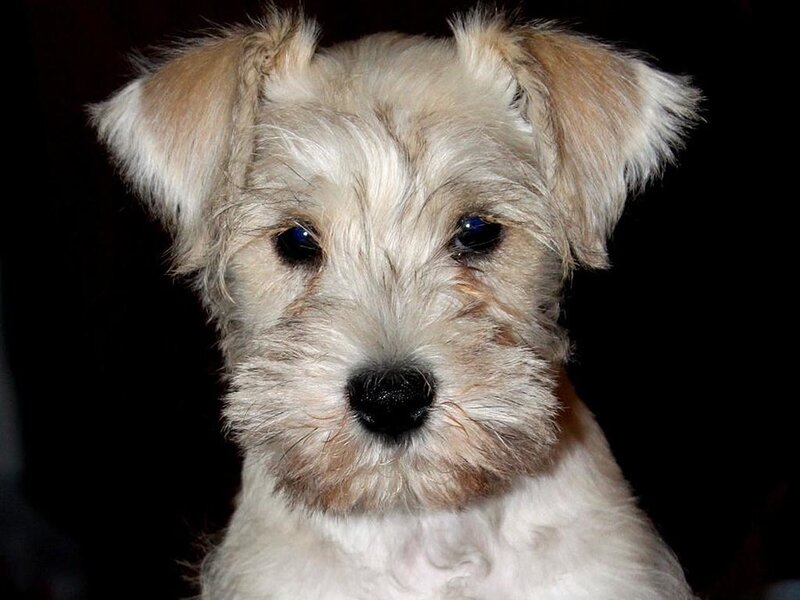 Light-colored Puppy — White, Neutral