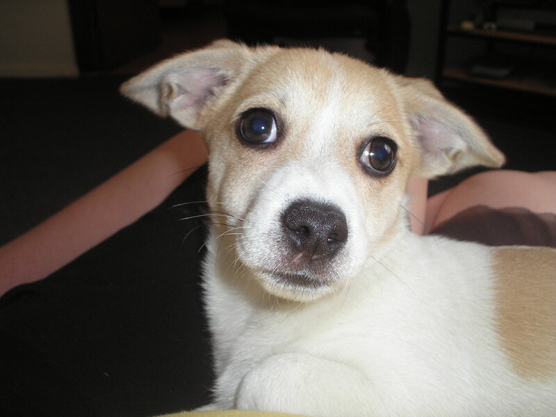 Light-colored Puppy — White