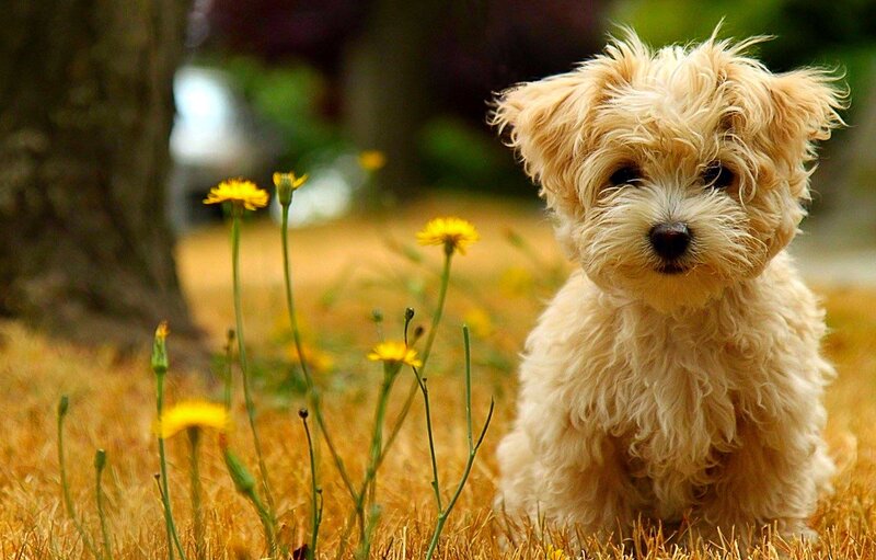 Light-colored Puppy — Yellow, Calm, Afternoon