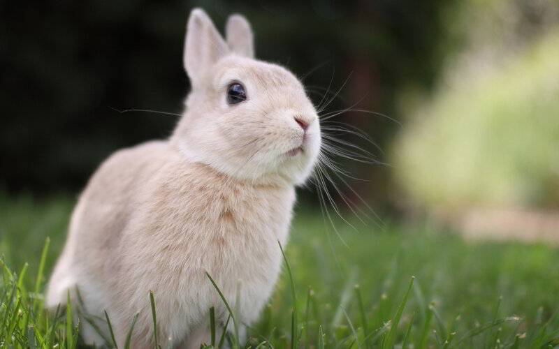 Light-colored Rabbit — Green, Calm