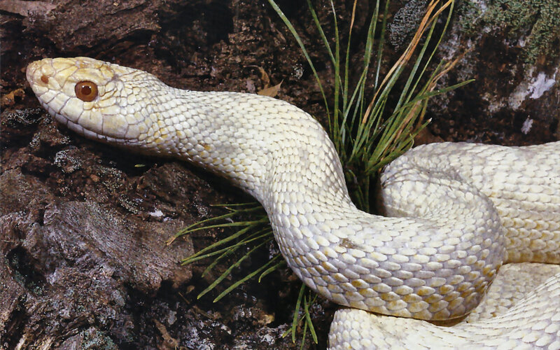 Light-colored Snake on Rock