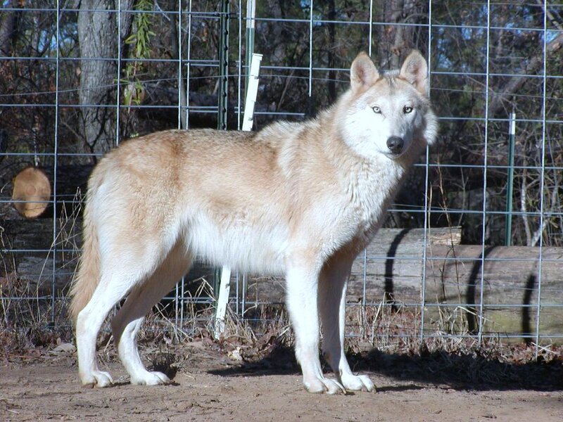 Light-colored Wolf Standing