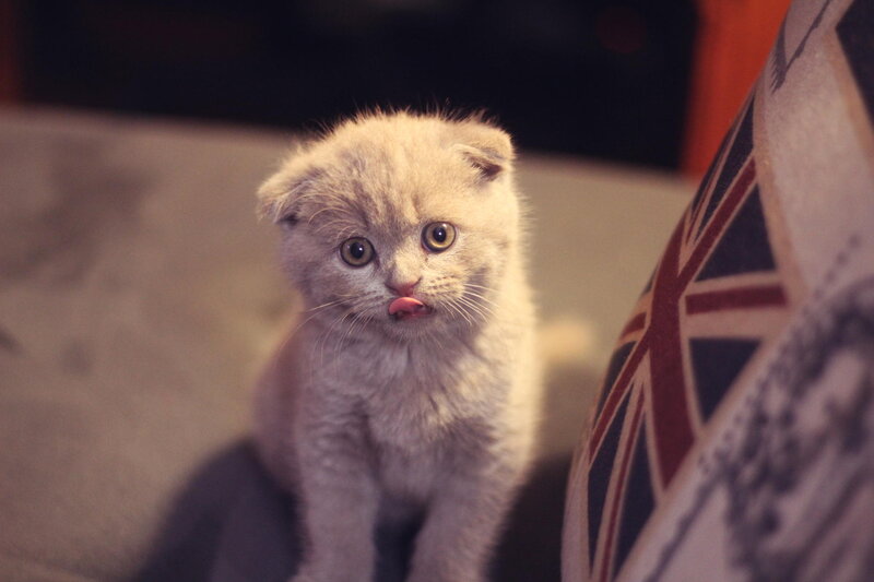 Light Gray Kitten