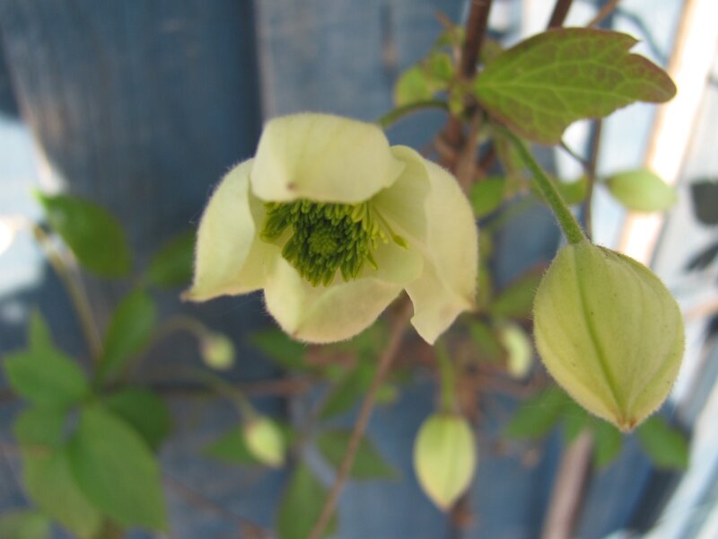 light green clematis flower