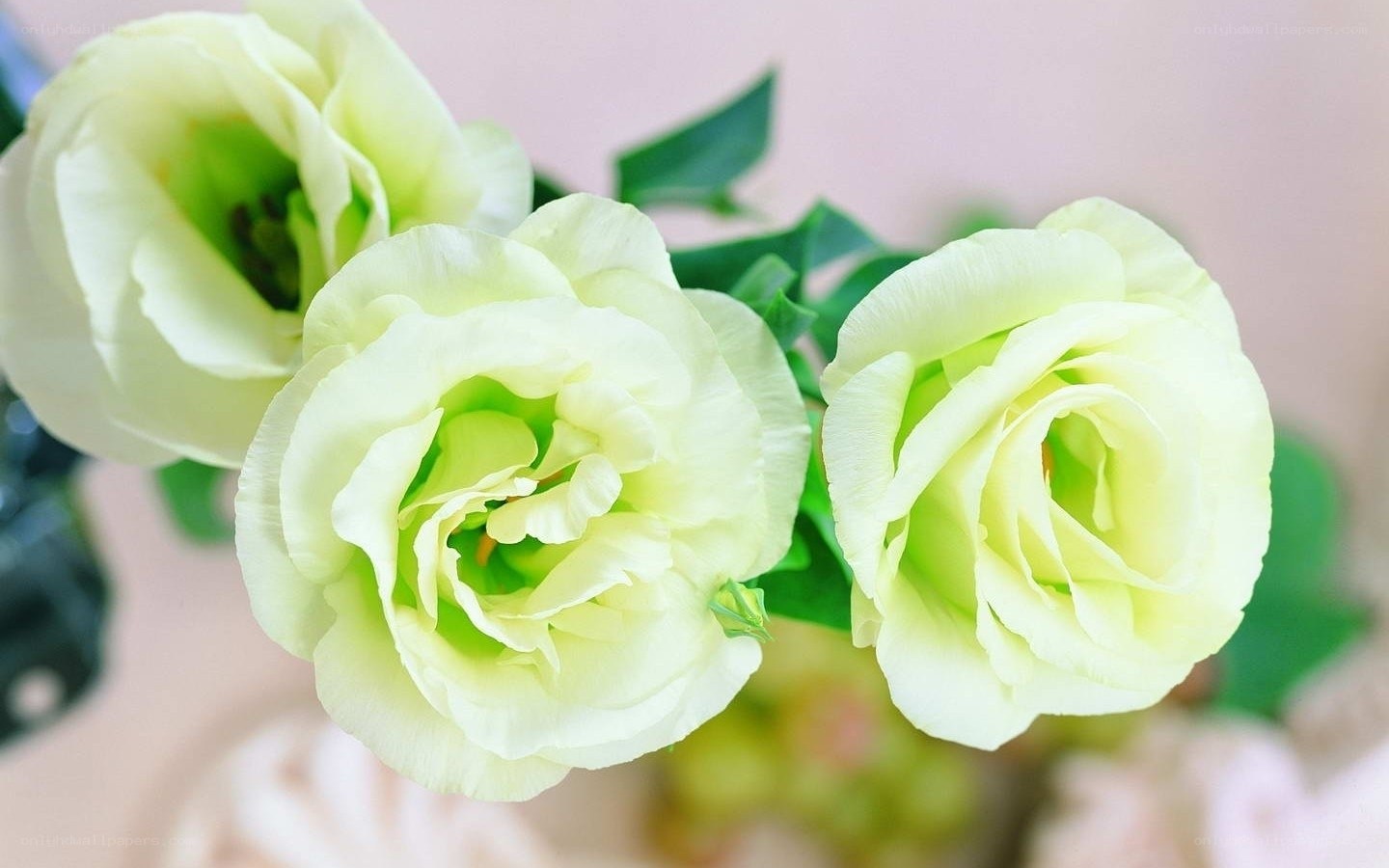 light green flowers in bloom