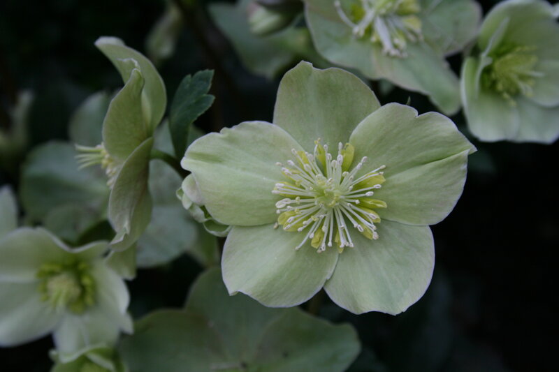 Light Green Hellebore Flower — Calm