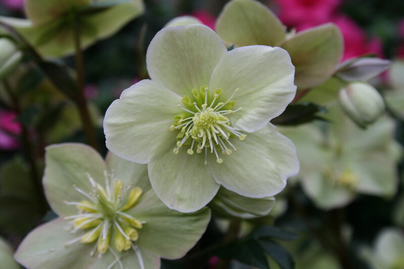 Light Green Hellebore Flower